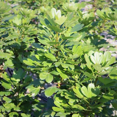 Pseudopanax lessonii 'Cyril Watson'