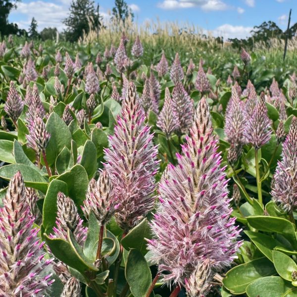 Ptilotus exaltatus 'Joey'