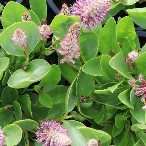 Ptilotus exaltatus 'Joey'