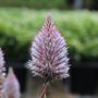 Ptilotus exaltatus 'Joey'