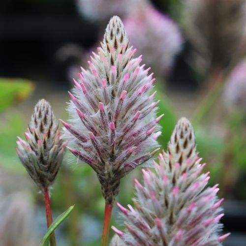 Ptilotus exaltatus 'Joey'