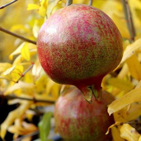 Punica granatum 'Wonderful' (Pomegranate)