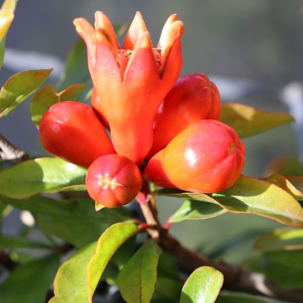 Punica granatum 'Wonderful' (Pomegranate)