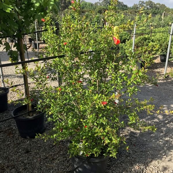 Punica granatum 'Wonderful' (Pomegranate)