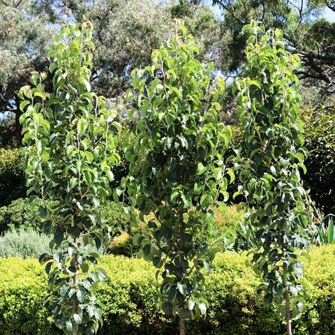 Pyrus calleryana 'Cleveland Select' - Warners Nurseries
