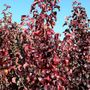 Pyrus calleryana 'Capital'