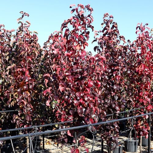 Pyrus calleryana 'Capital'