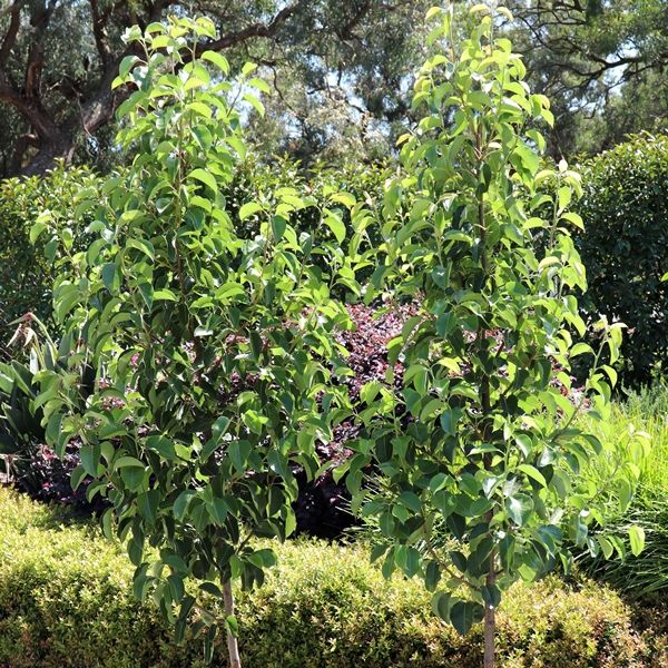 Pyrus calleryana 'Cleveland Select'