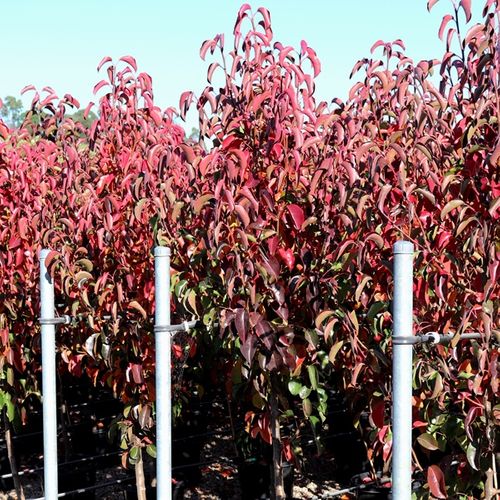 Pyrus calleryana 'Cleveland Select'