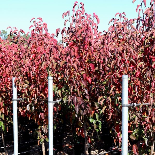 Pyrus calleryana 'Cleveland Select'