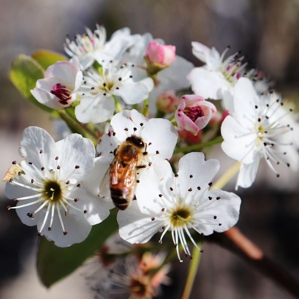 Pyrus calleryana 'Cleveland Select'