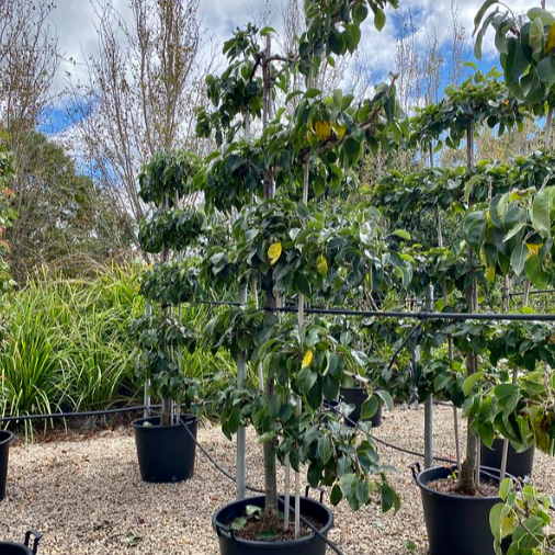 Pyrus communis 'Beurre Bosc' Espalier