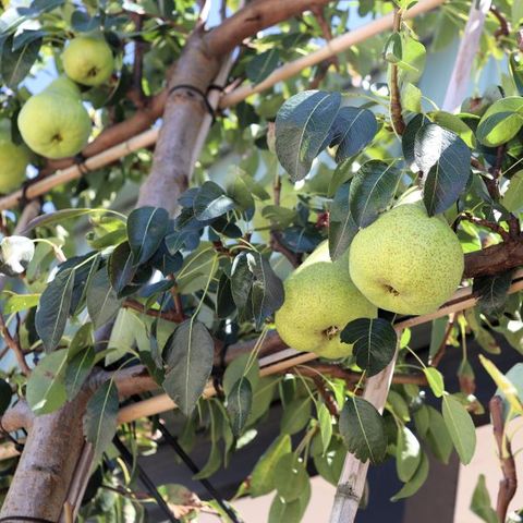 Pyrus communis 'Packhams Triumph' Espalier