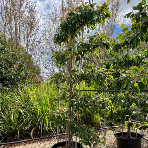 Pyrus communis 'Packhams Triumph' Espalier