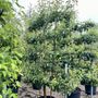 Pyrus communis 'Packhams Triumph' Espalier