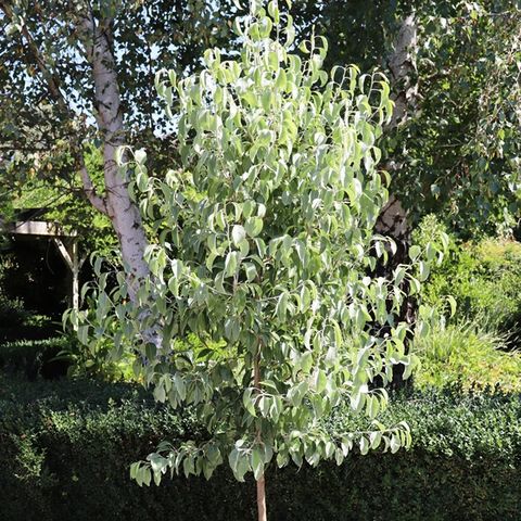Pyrus nivalis