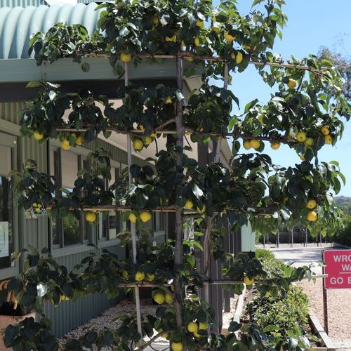 Pyrus pyrifolia 'Nashi Nijisseiki' Espalier