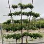 Pyrus pyrifolia 'Nashi Nijisseiki' Espalier