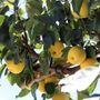 Pyrus pyrifolia 'Nashi Nijisseiki' Espalier