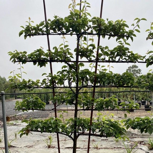 Pyrus pyrifolia 'Nashi Chojurro' Espalier