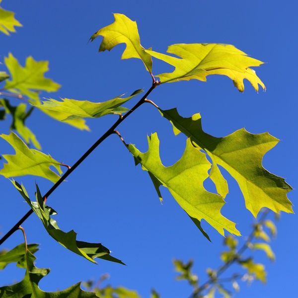 Quercus palustris