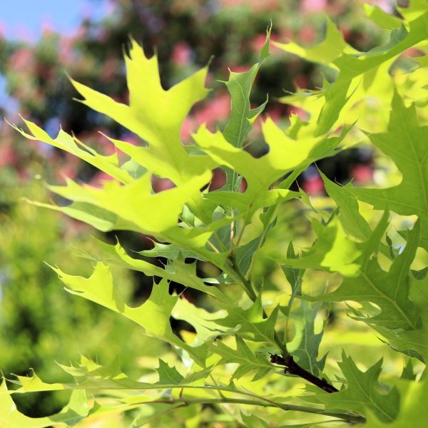 Quercus palustris