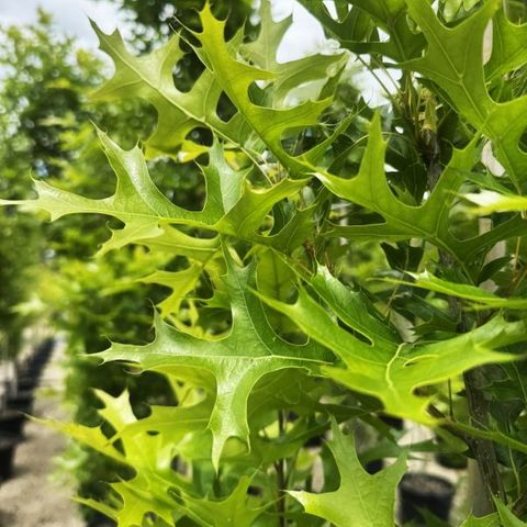 Quercus palustris 'Pringreen'