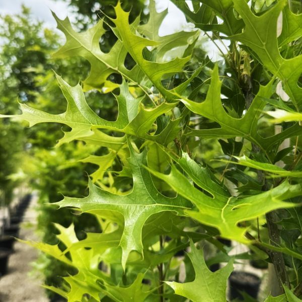 Quercus palustris 'Pringreen'