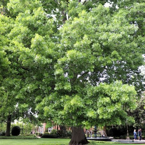 Quercus palustris