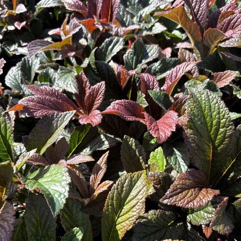 Rodgersia podophylla 'Bronze Peacock'