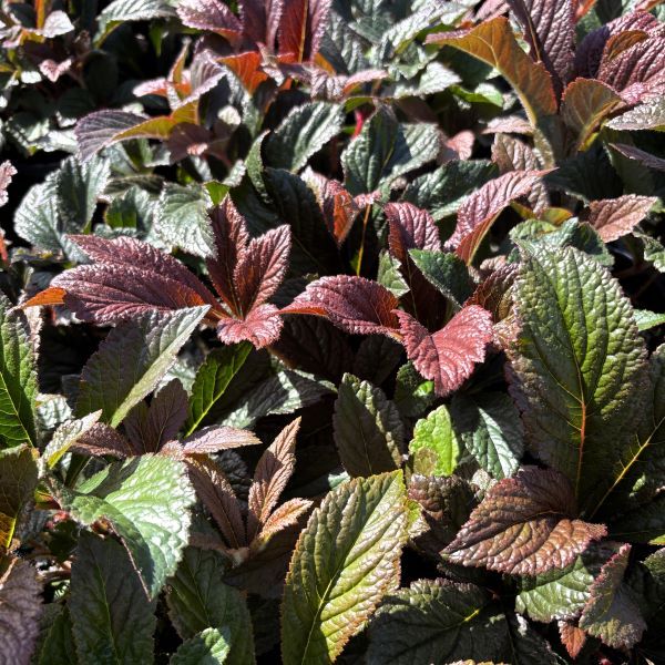 Rodgersia podophylla 'Bronze Peacock'