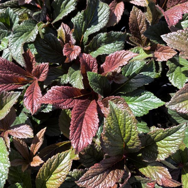 Rodgersia podophylla 'Bronze Peacock'