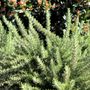 Rosmarinus officinalis 'Chefs Choice'