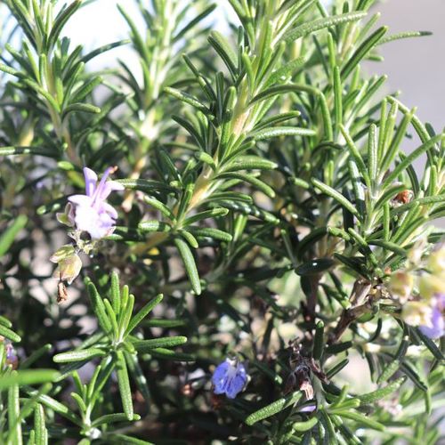 Rosmarinus officinalis 'Blue Lagoon'