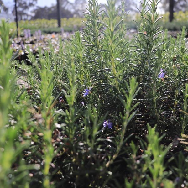 Rosmarinus officinalis 'Blue Lagoon'