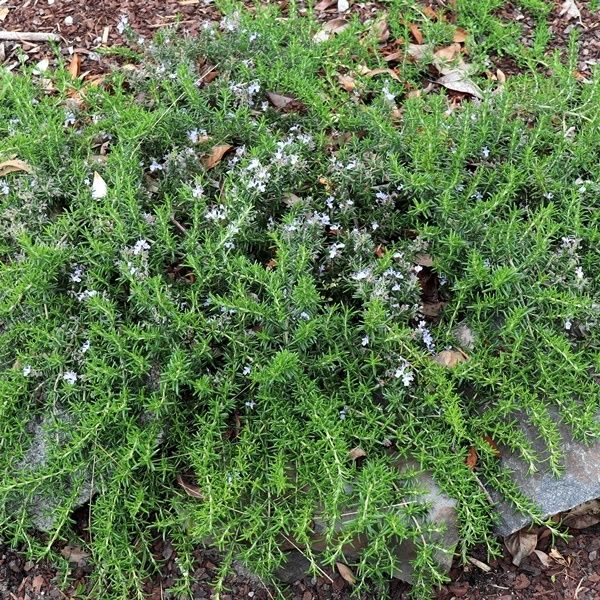 Rosmarinus officinalis 'Santa Barbara'