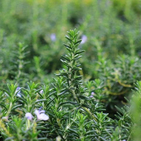 Rosmarinus officinalis var prostratus