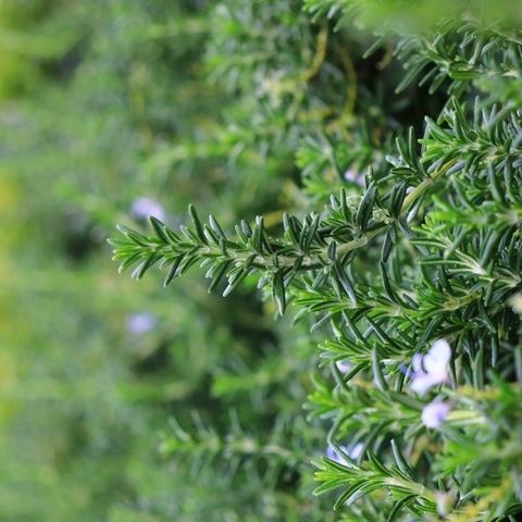 Rosmarinus officinalis var prostratus