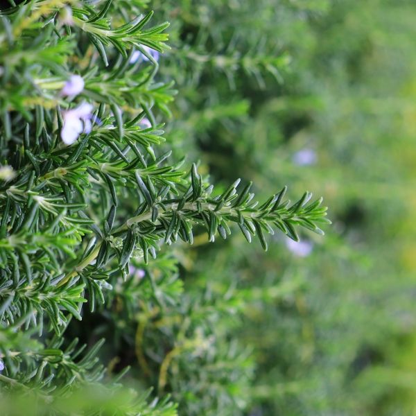 Rosmarinus officinalis var prostratus