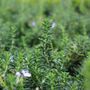 Rosmarinus officinalis var prostratus