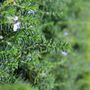 Rosmarinus officinalis var prostratus