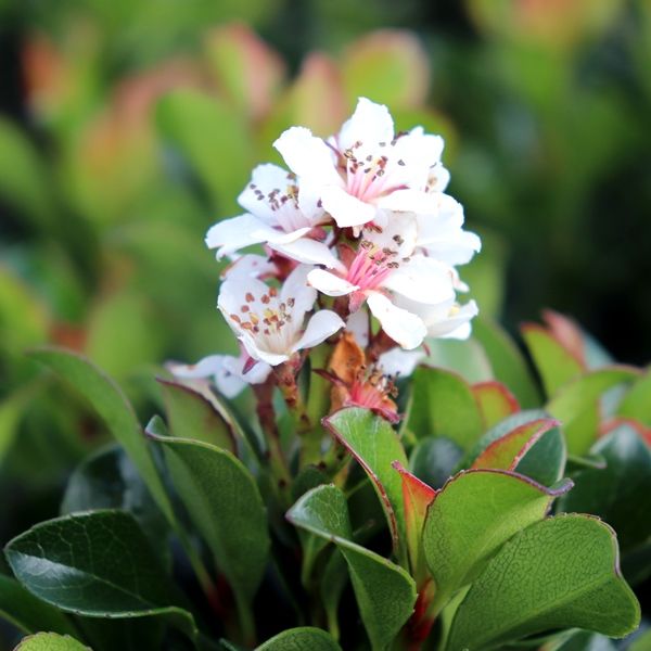 Rhaphiolepis indica 'Snow Maiden'