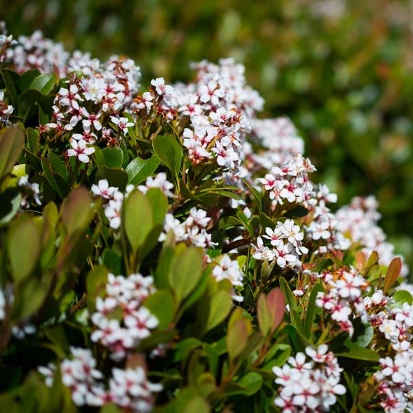 Rhaphiolepis indica 'Spring Pearl' - Warners Nurseries