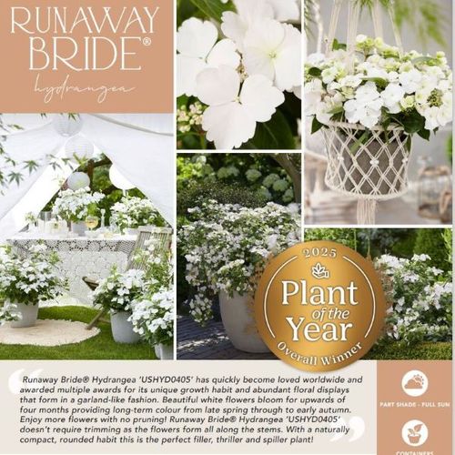RUNAWAY BRIDE™ Hydrangea ‘USHYD0405’ pbr
