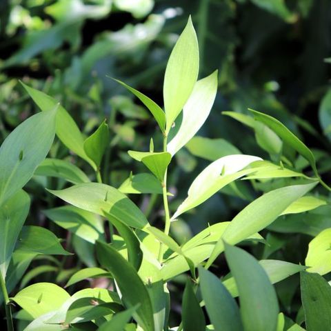 Ruscus hypoglossum