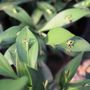 Ruscus hypoglossum