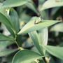 Ruscus hypoglossum