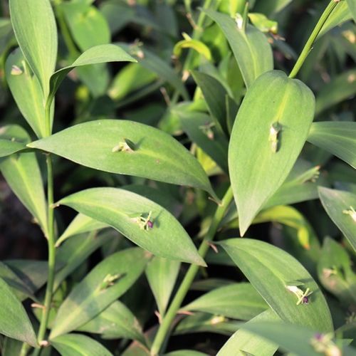 Ruscus hypoglossum