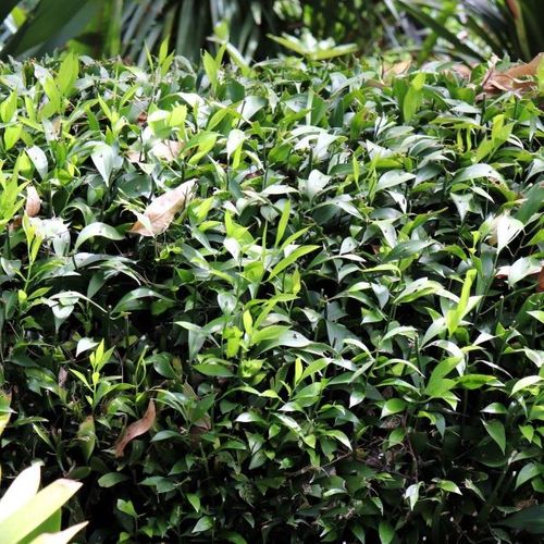 Ruscus hypoglossum