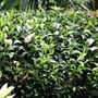 Ruscus hypoglossum